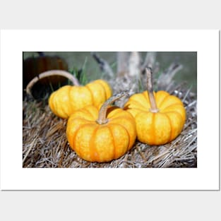 Three Mini Pumpkins Posters and Art